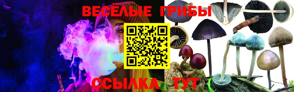 Галлюциногенные грибы Psilocybe  Вход с VPN  Новороссийск  Галлюциногенные грибы Psilocybine cubensis 